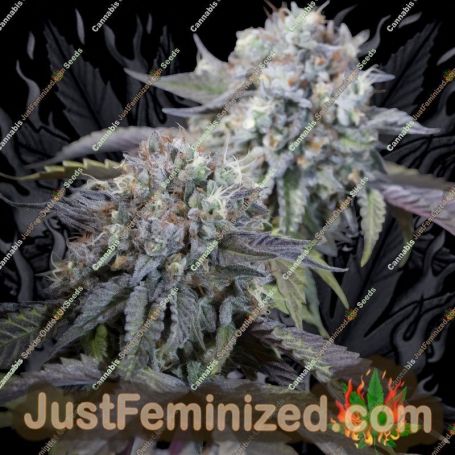 Gulupa by Paradise Seeds Cannabis Seeds For Sale at Just Feminized