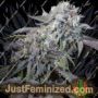 Gulupa by Paradise Seeds Cannabis Seeds For Sale at Just Feminized