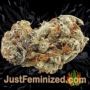 Gulupa by Paradise Seeds Buds Weed Ganja Skunk Pot Reefer Dope Herb Pics Images
