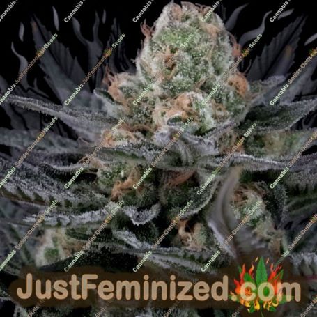 Caramba by Paradise Seeds Cannabis Seeds For Sale at Just Feminized