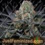 Caramba by Paradise Seeds Cannabis Seeds For Sale at Just Feminized