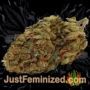Caramba by Paradise Seeds Buds Weed Ganja Skunk Pot Reefer Dope Herb Pics Images