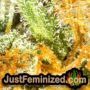 Caramba by Paradise Seeds THC CBD Close Up Trichomes Potency Yield Indica Sativa Strain Pic Images