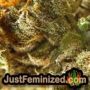 Caramba by Paradise Seeds THC CBD Close Up Trichomes Potency Yield Indica Sativa Strain Pic Images