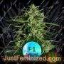 Titan F1 Auto by Royal Queen Cannabis Seeds For Sale at Just Feminized