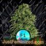 Cosmos F1 Auto by Royal Queen Cannabis Seeds For Sale at Just Feminized