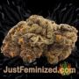 Hyperion F1 Auto by Royal Queen Buds Weed Ganja Skunk Pot Reefer Dope Herb Pics Images