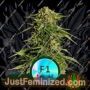 Epsilon F1 Auto by Royal Queen Cannabis Seeds For Sale at Just Feminized