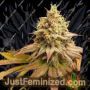 Blood Diamonds by Conscious Genetics Cannabis Seeds For Sale at Just Feminized