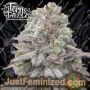 Znapple Fritter by Terp Treez Seeds Cannabis Seeds For Sale at Just Feminized