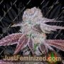 Melon Drip by Terp Treez Seeds Cannabis Seeds For Sale at Just Feminized