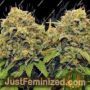 Rainbow Glue by BSB Genetics Cannabis Seeds For Sale at Just Feminized
