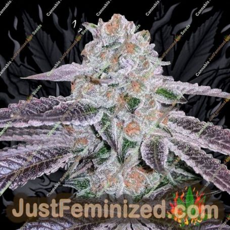 Pink Apple Tartz by Terp Treez Seeds Cannabis Seeds For Sale at Just Feminized
