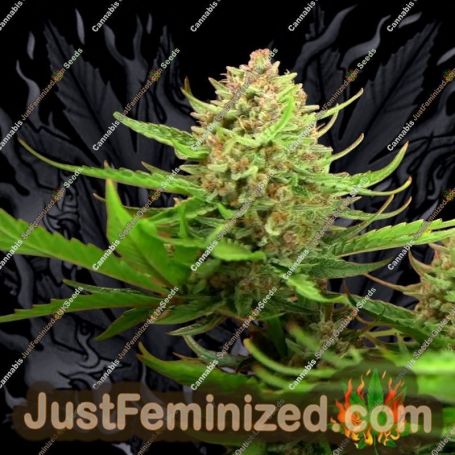 Red Mimosa XL Auto by Sweet Seeds Cannabis Seeds For Sale at Just Feminized