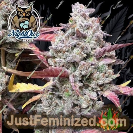 Blue Sprayed Shoes Remix Auto by Dark Owl Seeds Cannabis Seeds For Sale at Just Feminized