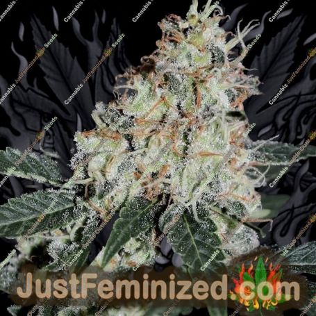 Stardawg by BSB Genetics Cannabis Seeds For Sale at Just Feminized