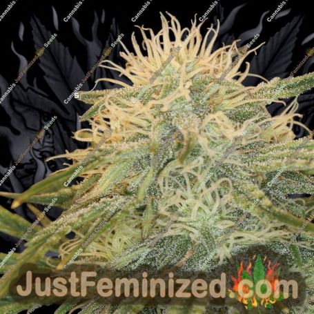 Dessert Isle Auto by Dark Owl Seeds Cannabis Seeds For Sale at Just Feminized