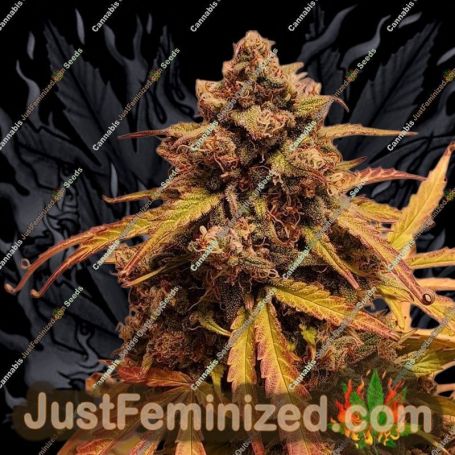 Mango Isle F2 Auto by Dark Owl Seeds Cannabis Seeds For Sale at Just Feminized