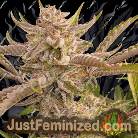 Outlier C Auto by Dark Owl Seeds Cannabis Seeds For Sale at Just Feminized