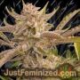 Outlier C Auto by Dark Owl Seeds Cannabis Seeds For Sale at Just Feminized