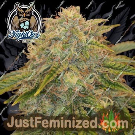Outlier Z Auto by Dark Owl Seeds Cannabis Seeds For Sale at Just Feminized