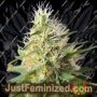 Amnesia Haze by Power Strains Cannabis Seeds For Sale at Just Feminized
