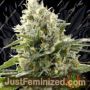 Banana Punch by Power Strains Cannabis Seeds For Sale at Just Feminized