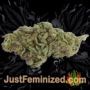 Banana Punch by Power Strains Buds Weed Ganja Skunk Pot Reefer Dope Herb Pics Images
