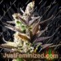 Cookie Mint by Power Strains Cannabis Seeds For Sale at Just Feminized
