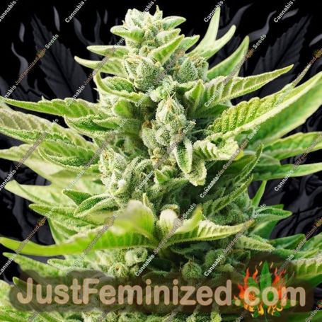 OG Kush by Power Strains Cannabis Seeds For Sale at Just Feminized
