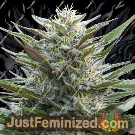 Sleep Well by Power Strains Cannabis Seeds For Sale at Just Feminized