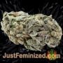 Sleep Well by Power Strains Buds Weed Ganja Skunk Pot Reefer Dope Herb Pics Images