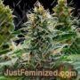 White Widow by Power Strains Cannabis Seeds For Sale at Just Feminized