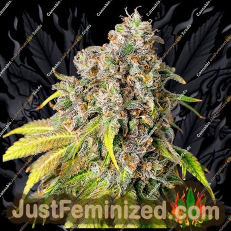 60 Day Grapefruit Auto by Power Strains Cannabis Seeds For Sale at Just Feminized