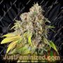 60 Day Grapefruit Auto by Power Strains Cannabis Seeds For Sale at Just Feminized