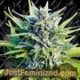 Amnesia Haze Auto by Power Strains Cannabis Seeds For Sale at Just Feminized