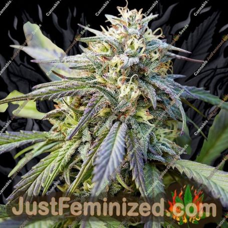 Afghan Kush Auto by Power Strains Cannabis Seeds For Sale at Just Feminized