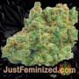 Afghan Kush Auto by Power Strains Buds Weed Ganja Skunk Pot Reefer Dope Herb Pics Images