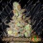 Zkittles by BSB Genetics Cannabis Seeds For Sale at Just Feminized
