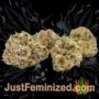 Watermelon Auto by Power Strains Buds Weed Ganja Skunk Pot Reefer Dope Herb Pics Images