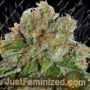 Amnesia Auto by Double Seeds Cannabis Seeds For Sale at Just Feminized