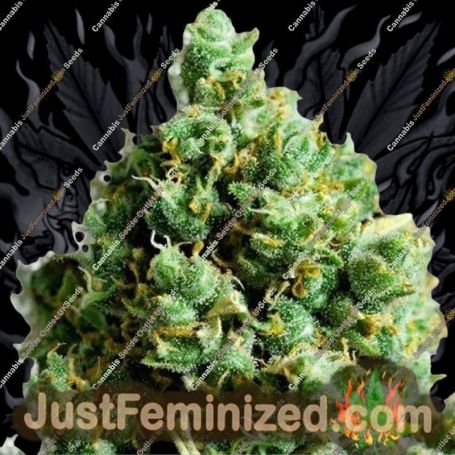Big Bud Auto by Double Seeds Cannabis Seeds For Sale at Just Feminized