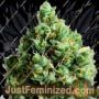 Big Bud Auto by Double Seeds Cannabis Seeds For Sale at Just Feminized