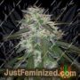Gelato Auto by Double Seeds Cannabis Seeds For Sale at Just Feminized