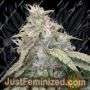 Gorilla Glue Auto by Double Seeds Cannabis Seeds For Sale at Just Feminized