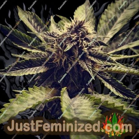 Cali Cherry Pie by BSB Genetics Cannabis Seeds For Sale at Just Feminized