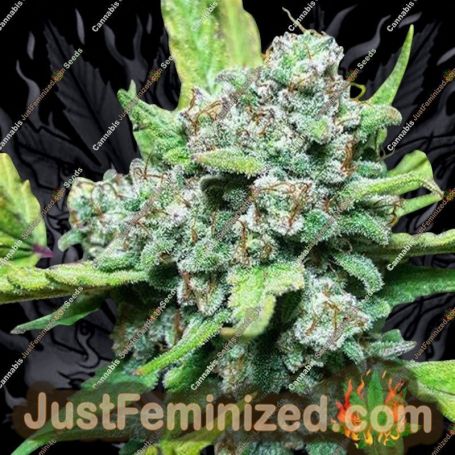 Stardawg Auto by Double Seeds Cannabis Seeds For Sale at Just Feminized