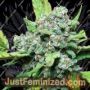 Stardawg Auto by Double Seeds Cannabis Seeds For Sale at Just Feminized