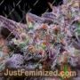 Blue Kush by Double Seeds Cannabis Seeds For Sale at Just Feminized