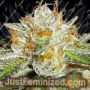Bruce Banner by Double Seeds Cannabis Seeds For Sale at Just Feminized